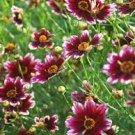 20 PCS Seeds Heirloom Hardy Berry Chiffon Coreopsis Flower 20 PCS Seeds Heirloom Hardy Berry Chiffon Coreopsis Flower