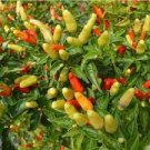 50 PCS Seeds Heirloom Hawaii Red Yellow Pod Chili Pepper Organic