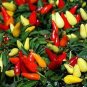 50 PCS Seeds Heirloom Hawaii Red Yellow Pod Chili Pepper Organic