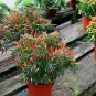 50 PCS Seeds Heirloom Hawaii Red Yellow Pod Chili Pepper Organic