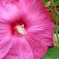 20 PCS Seeds Heirloom Hibiscus Moscheutos Mixed