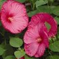 20 PCS Seeds Heirloom Hibiscus Moscheutos Mixed