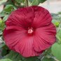 20 PCS Seeds Heirloom Hibiscus Moscheutos Mixed