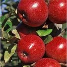 10 PCS Seeds Heirloom Indoor Bonsai Red Apple Tree