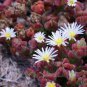 100 PCS Seeds Heirloom Interesting Mesembryanthemum Crystallinum Succulent Plant