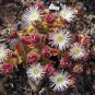 100 PCS Seeds Heirloom Interesting Mesembryanthemum Crystallinum Succulent Plant