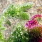 100 PCS Seeds Heirloom Interesting Mesembryanthemum Crystallinum Succulent Plant