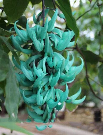 5 PCS Seeds Heirloom Jade Vine 'Strongylodon Macrobotrys' Flower