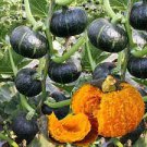 10 PCS Seeds Heirloom Japanese Black Pumpkin Vegetables 10 PCS Seeds Heirloom Japanese Black Pumpkin Vegetables