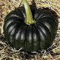 10 PCS Seeds Heirloom Japanese Black Pumpkin Vegetables