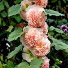 50 PCS Seeds Heirloom Lady Gardener Double Bloom Light Orange Rose