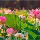 1 PCS Seeds Heirloom Large Yellow Pink Nelumbo Nucifera Lotus 'Rising Sun' Flower