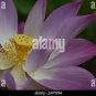 1 PCS Seeds Heirloom Large Yellow Pink Nelumbo Nucifera Lotus 'Rising Sun' Flower