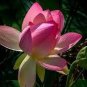 1 PCS Seeds Heirloom Large Yellow Pink Nelumbo Nucifera Lotus 'Rising Sun' Flower