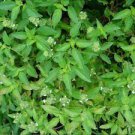 20 PCS Seeds Heirloom Lemon Basil (Ocimum Basilicum citriodorum) 20 PCS Seeds Heirloom Lemon Basil (Ocimum Basilicum citriodorum)