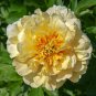 5 PCS Seeds Heirloom Light Fragrant Yellow Peony Flower