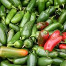20 PCS Seeds Heirloom Light Green Long 'Sheep Horn' Sweet Pepper Vegetable 20 PCS Seeds Heirloom Light Green Long 'Sheep Horn' Sweet Pepper Vegetable