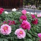 5 PCS Seeds Heirloom Light Pink Rose Red Tree Peony 'Qiu Ball' Flowe