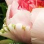 5 PCS Seeds Heirloom Light Pink Rose Red Tree Peony 'Qiu Ball' Flowe
