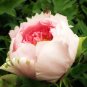 5 PCS Seeds Heirloom Light Pink Rose Red Tree Peony 'Qiu Ball' Flowe