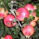 20 PCS Seeds Heirloom Light Red Punica Pomegranate Flower