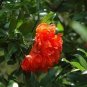 20 PCS Seeds Heirloom Light Red Punica Pomegranate Flower