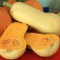 6 PCS Seeds Heirloom Light Yellow Long Sweet Cream Pumpkin Vegetable Organic
