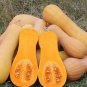 6 PCS Seeds Heirloom Light Yellow Long Sweet Cream Pumpkin Vegetable Organic