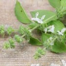 20 PCS Seeds Heirloom Lime Basil (Ocimum Basilicum) 20 PCS Seeds Heirloom Lime Basil (Ocimum Basilicum)