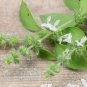 20 PCS Seeds Heirloom Lime Basil (Ocimum Basilicum)