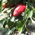 50 PCS Seeds Heirloom Lipstick Long Red Sweet Pepper Organic