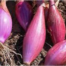 50 PCS Seeds Heirloom Long Red Florence Onion Vegetables 50 PCS Seeds Heirloom Long Red Florence Onion Vegetables
