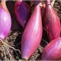 50 PCS Seeds Heirloom Long Red Florence Onion Vegetables