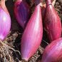 50 PCS Seeds Heirloom Long Red Florence Onion Vegetables