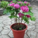 5 PCS Seeds Heirloom Lu He Hong Light Red Peony Plant Flower