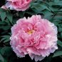 5 PCS Seeds Heirloom Lu He Hong Light Red Peony Plant Flower