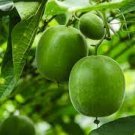 30 PCS Seeds Heirloom Luo Han Guo Siraitia Grosvenorii Fresh