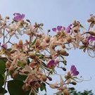 5 PCS Seeds Heirloom Lysidice Rhodostegia Hance Tree 5 PCS Seeds Heirloom Lysidice Rhodostegia Hance Tree