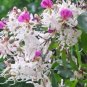 5 PCS Seeds Heirloom Lysidice Rhodostegia Hance Tree