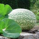 8 PCS Seeds Heirloom Malabar Gourd