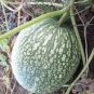8 PCS Seeds Heirloom Malabar Gourd