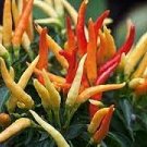 20 PCS Seeds Heirloom Medusa Ornamental Pepper Capsicum annuum 20 PCS Seeds Heirloom Medusa Ornamental Pepper Capsicum annuum