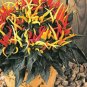 20 PCS Seeds Heirloom Medusa Ornamental Pepper Capsicum annuum