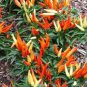 20 PCS Seeds Heirloom Medusa Ornamental Pepper Capsicum annuum