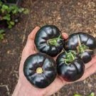 25 PCS Seeds Heirloom Middle Black 'Pearl' Tomato Organic 25 PCS Seeds Heirloom Middle Black 'Pearl' Tomato Organic