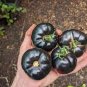 25 PCS Seeds Heirloom Middle Black 'Pearl' Tomato Organic