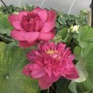 1 PCS Seeds Heirloom Middle Red Nelumbo Nucifera Lotus Flower 1 PCS Seeds Heirloom Middle Red Nelumbo Nucifera Lotus Flower
