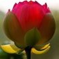 1 PCS Seeds Heirloom Middle Red Nelumbo Nucifera Lotus Flower