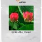 1 PCS Seeds Heirloom Middle Red Nelumbo Nucifera Lotus Flower