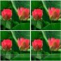 1 PCS Seeds Heirloom Middle Red Nelumbo Nucifera Lotus Flower